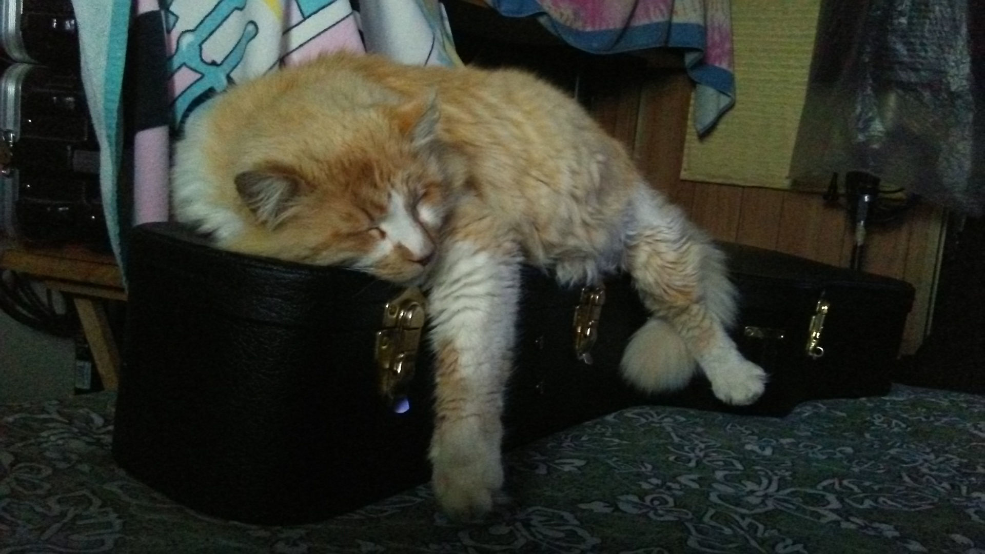 Pic of the Litter: Mr. Thomas "Tommy" Hugs